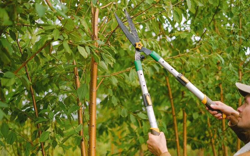 Tree trimming in Nobleton, FL